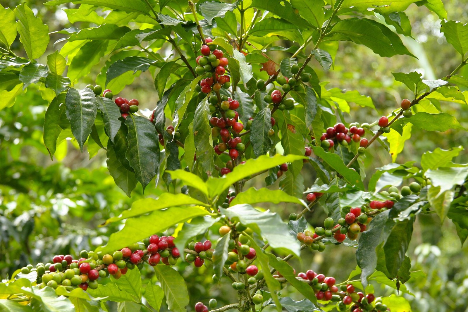 Kahve kirazları